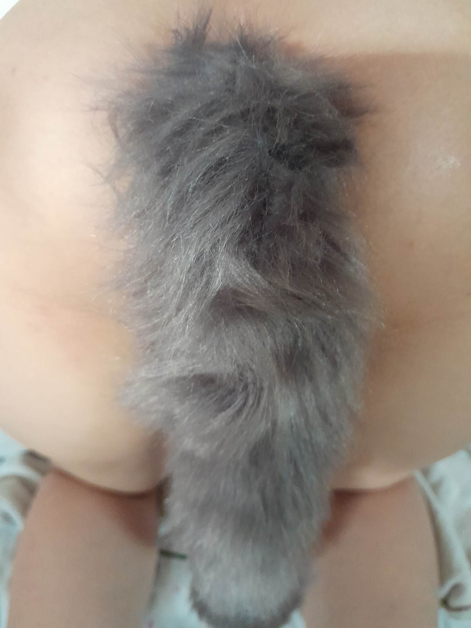 Đuôi hồ ly xám